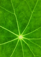 Green leaf texture (shallow DoF)