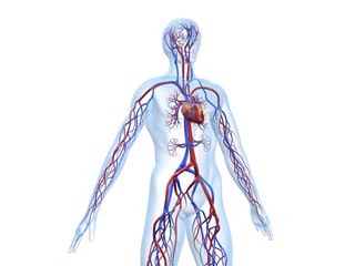 Obraz na płótnie Canvas cardiovaskuläres system