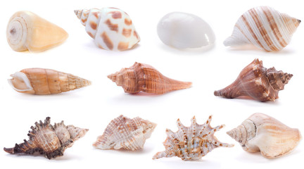 different sea shells(4)