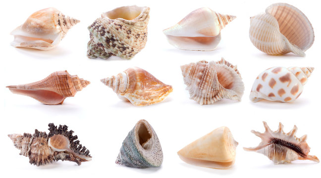 different sea shells (2)