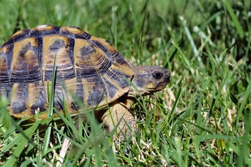 Tortue terrestre