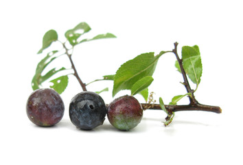 Wild plum