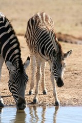 Fototapeta na wymiar Drinking Zebra Mother and Baby