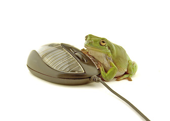 computer frog