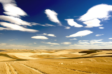 Obraz premium Checkered landscape of wheat, barley, lentil farm land