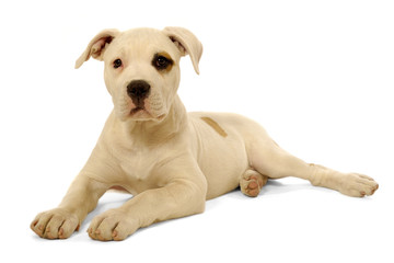 Puppy dog on white background