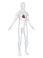 menschlicher körper mit herz