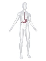 menschlicher körper mit magen