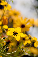 Backlit yellow flower Intimate garden