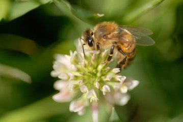Selective focus of polinating honey bee on clover blossom
