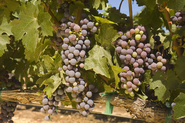 Fresh ripening grapes