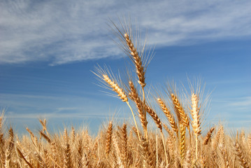 Ripe Wheat Detail Against Blue sky