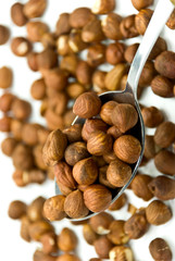 rohe haselnüsse - .freigestellt auf weiss