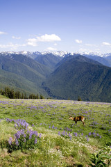 A young buck with antlers grazes in the Olympic Mountains