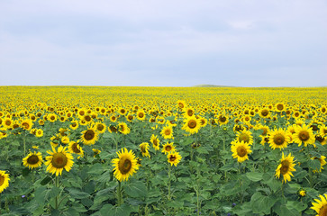 sunflower field