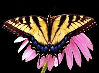 Obraz premium Yellow Loves Purple (Female Tiger Swallowtail, Papilio glaucas)