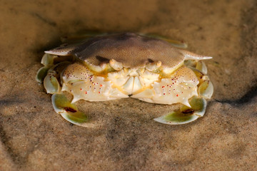 Swimming crab (Ovalipes spp.), Mozambique, southern Africa.