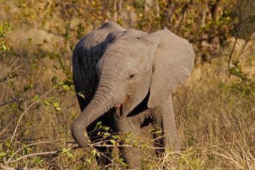 Fototapeta na wymiar Dziecko słonia afrykańskiego, Kruger National Park, Republika Południowej Afryki