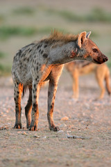Spotted hyena, Kalahari desert, South Africa
