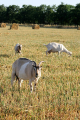Fototapeta premium Three goats are grazed on the oblique floor