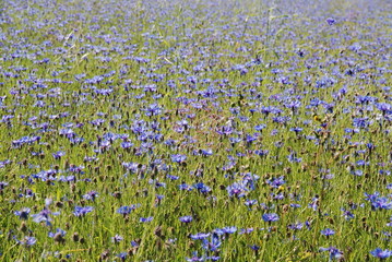 Naklejka premium Kornblume2