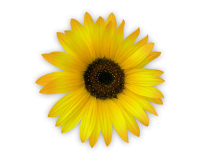 Fototapeta premium słonecznik