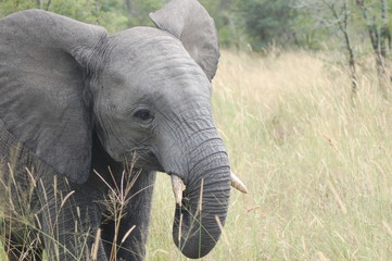 Naklejka premium Elephant Eating