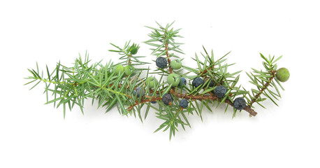 Juniperus berries