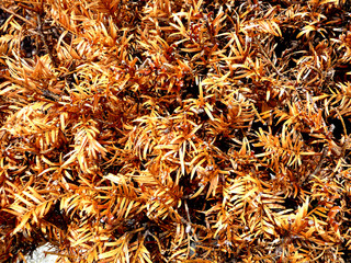 Dried Up Leaves Background 2