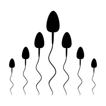 spermien