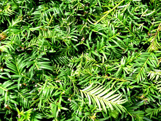 Many Leaves Background 3