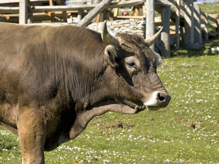 Bull