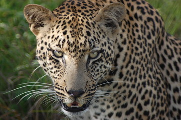 Fototapeta na wymiar Leopard Stare