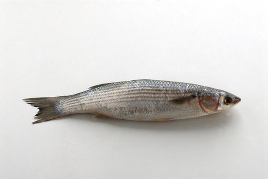 Cefalo