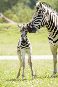 Fototapeta A mother zebra taking care of her baby
