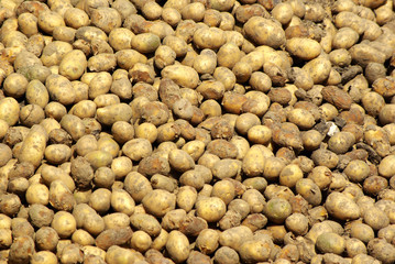 Potato Pile