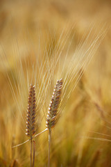 Two ears of wheat