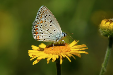 Fototapeta na wymiar Beautiful butterfly on a yellow flower