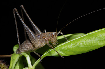 Brawn grasshopper on a green leaf