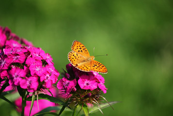 Butterfly on a flower