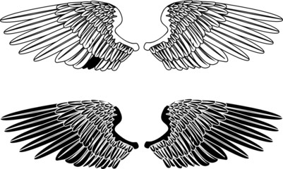 Black and White Wings