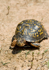 Box turtle walking on dry and arid ground.