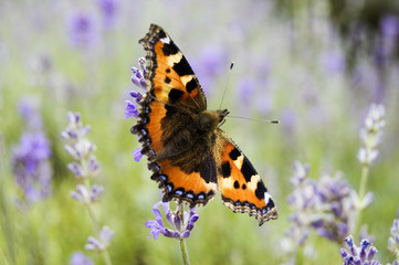 Tortoiseshell Butterfly