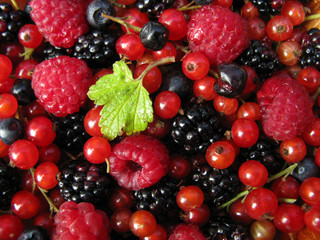 Wild fruits redcurrant, blackberry, raspberry and blueberry