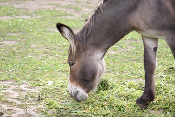 donkey