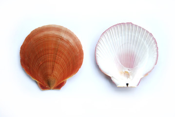 Front Back Sea Shell