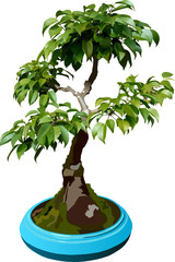 illustration of bonsai tree