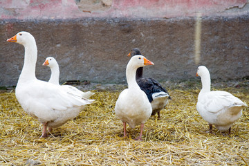 group of gooses on a farm