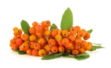 Rowan Sorbus aucuparia ripe fruits