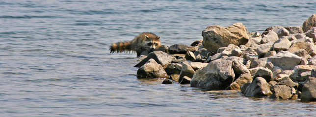 Raccoon at the Lake